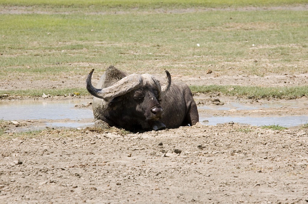 Ngorongoro Buffalo02.jpg - African Buffalo (Syncerus caffer), Tanzania March 2006